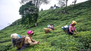 darjeeling tea garden